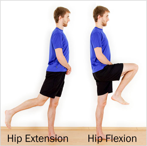 knee and hip flexion and extension