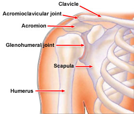 Image result for anatomy of the shoulder bones